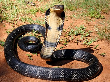 king cobra.